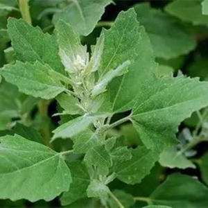 Chenopodium Album Extract