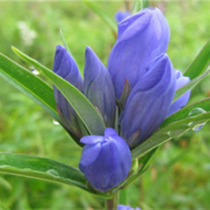 Gentian Extract