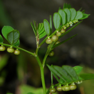 Phyllanthus Niruri Extract