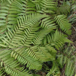 Polypodium Barometz L.Extract