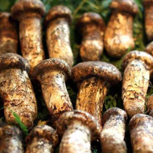 Tricholoma Matsutake Extract