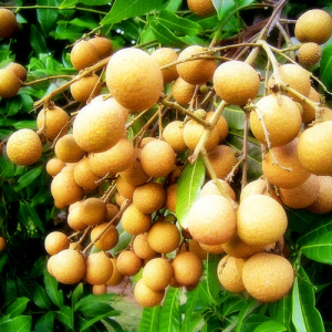 Sweet Longan Powder Extract