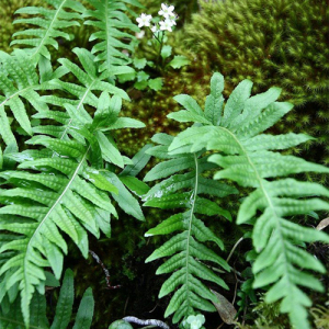 Polypodiodes Niponica Extract