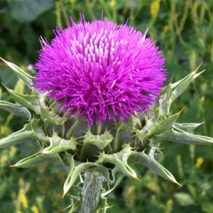 Organic Milk Thistle Extract