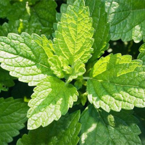 Lemon Balm Extract