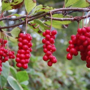 Schisandra Berry Extract