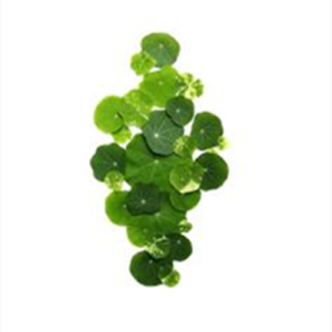 Centella Extract  Extract