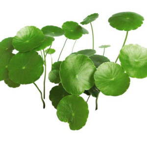 Centella Aisatica Extract