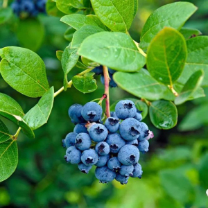 Blue Berry Extract