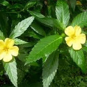 Damiana Extract