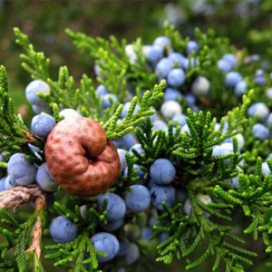 Juniper Berry Extract