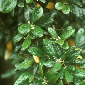 Boldo Leaf Extract