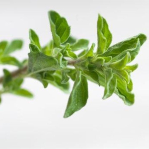 Oregano Leaf Extract