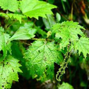 Nettle Extract