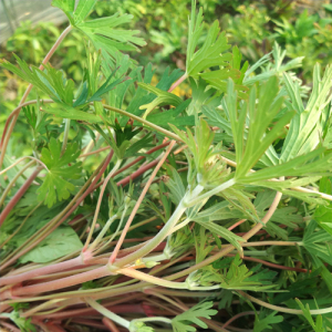 Cranesbill Extract