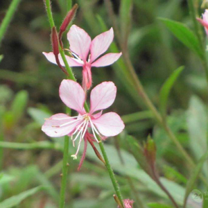 Small Flower Willow Herb Extract