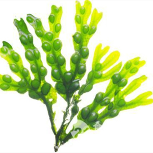 Fucus Vesiculosis Extract