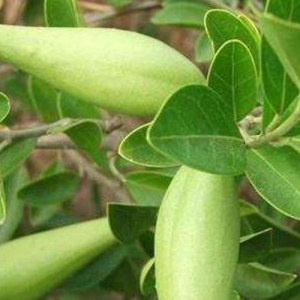 Gymnema Sylvestre Extract 