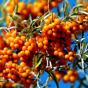 Hippophae Rhamnoides Extract