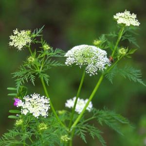 Fructus Cnidii Extract