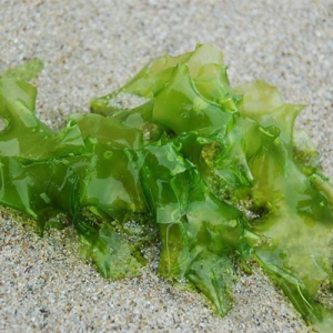 Wakame Seaweed Extract