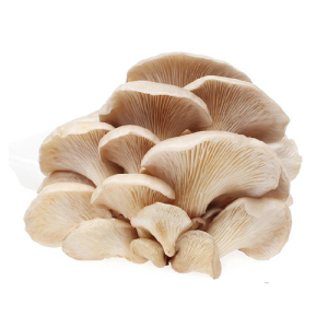 Oyster Mushroom Extract