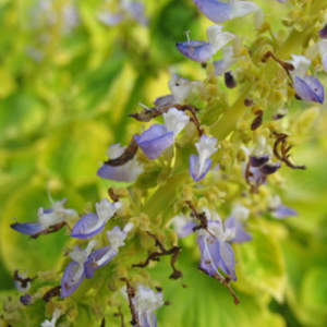 Coleus Forskohlii Extract