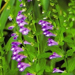 Scutellaria Barbata Extract