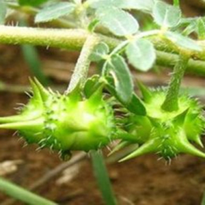 Tribulus Terrestris Extract