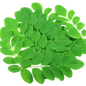 Moringa Leaf Extract