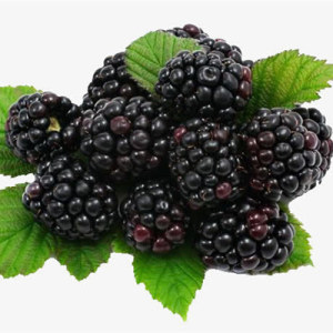 Mulberry Extract