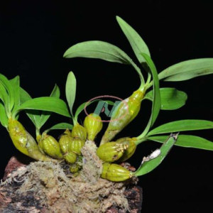 Dendrobium Extract