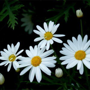 Feverfew Extract 