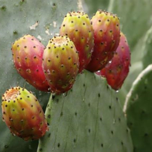 Prickly Pear Cactus Extract