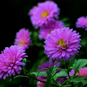 Purple Chrysanthemum Extract