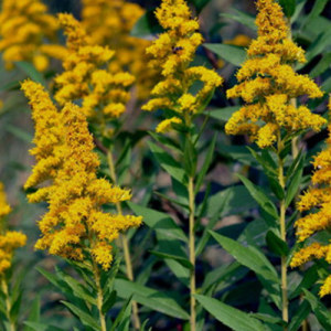 Goldenrod Extract