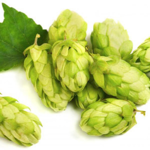 Hops Extract