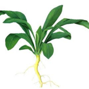 Isatis Root Extract