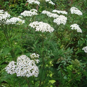 Yarrow Extract