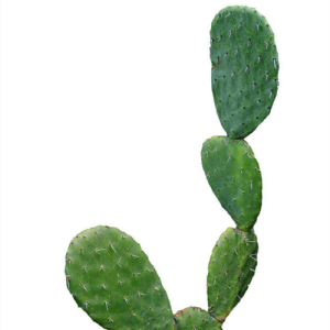 Cactus Extract