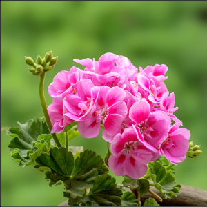 Geranium Extract