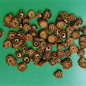 Picrorhiza Extract