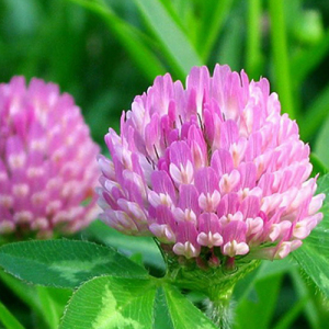 Red Clover Extract