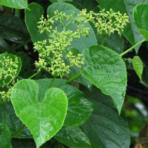 Cissus Quadrangularis Extract