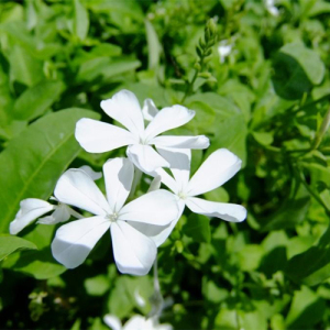 Plumbago Zeylenica Root Extract