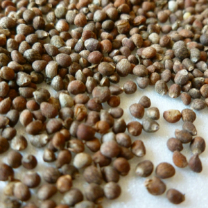 Perilla Seed Extract
