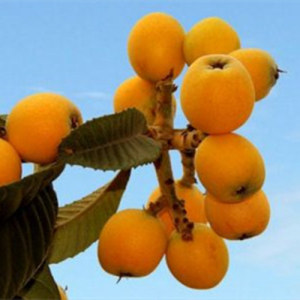 Loquat Extract