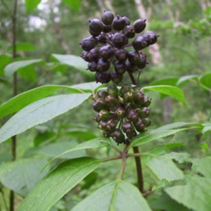 Eleuthero Extract (Siberian Ginseng Extract)