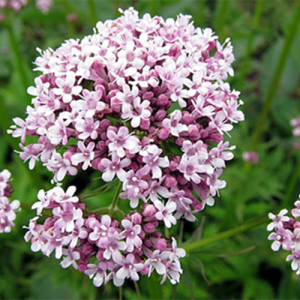 Valerian Extract