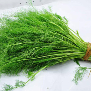 Fennel Extract